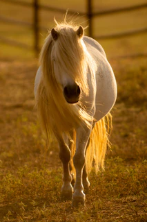 white horse inside barn