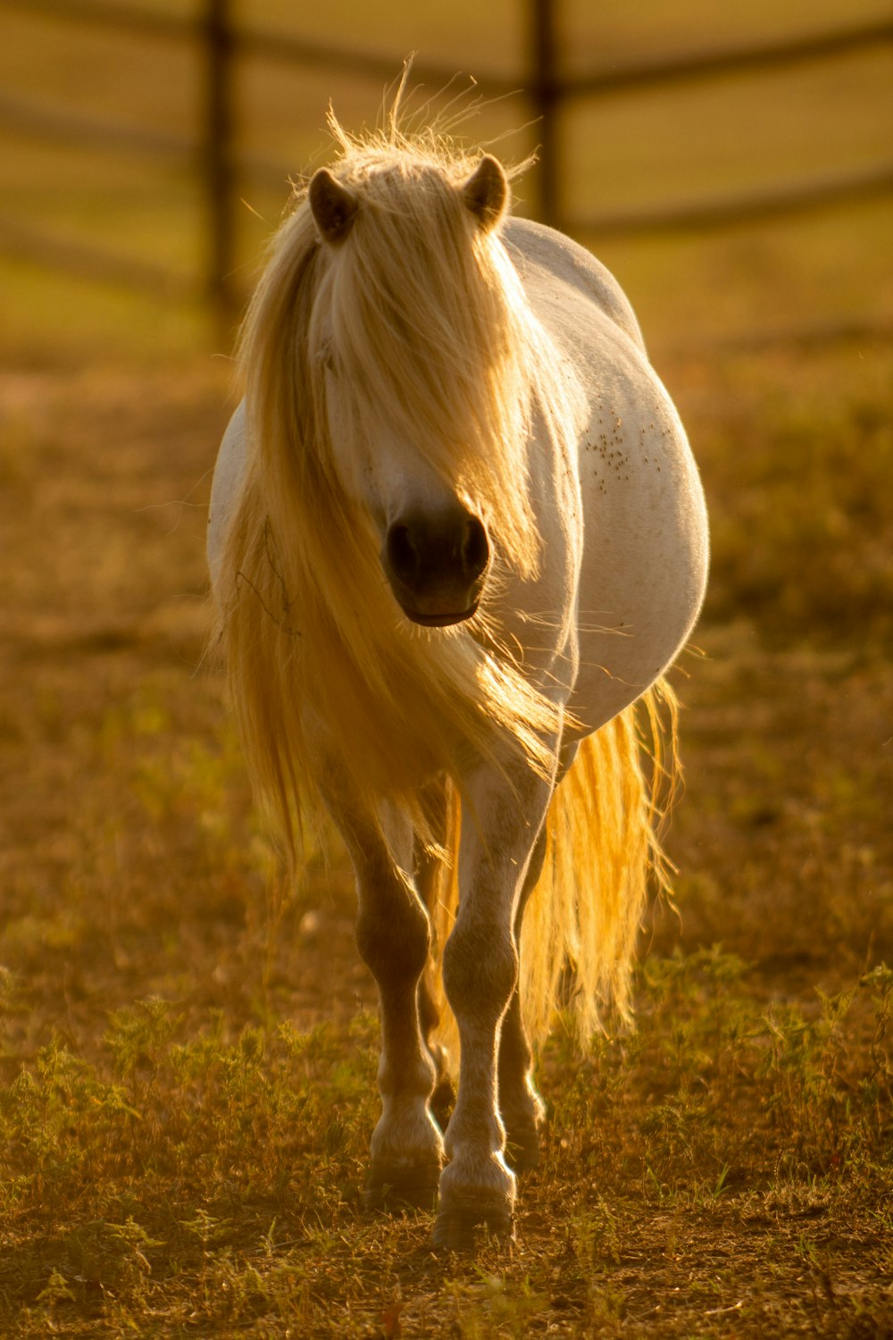 white horse inside barn