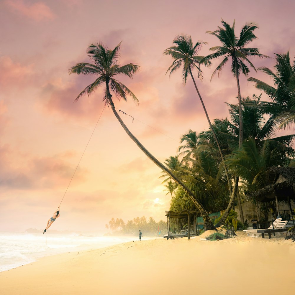 coconut tree on shore