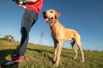 A large dog with a light brown coat stands on a grassy field beside a person wearing a red shirt and jeans. The dog appears attentive and is panting with its tongue out. In the background, there are power lines and another person jogging further away on the left.