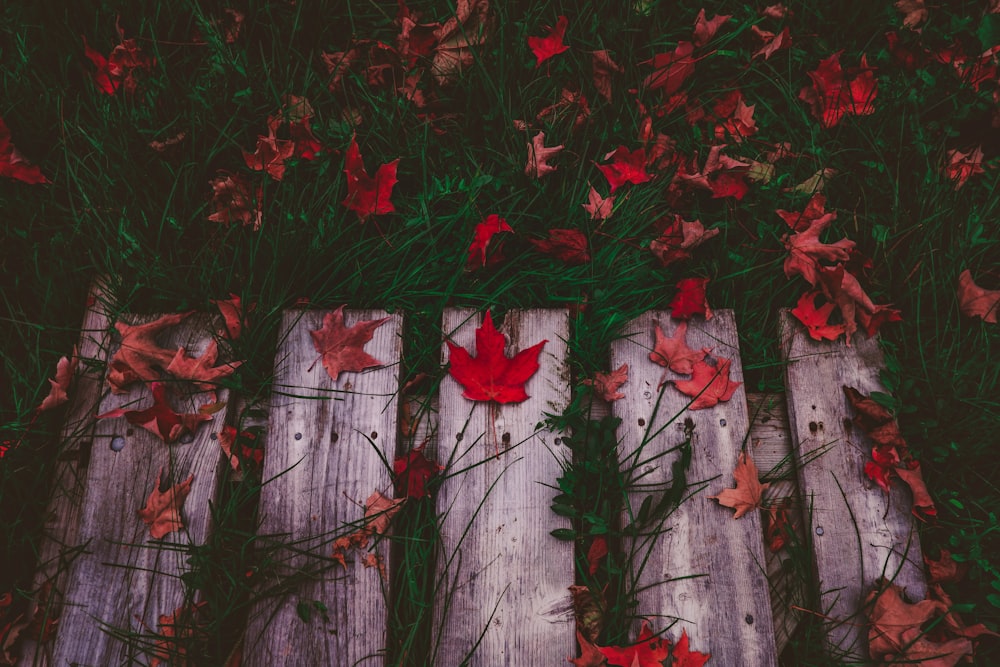 red maple leaves