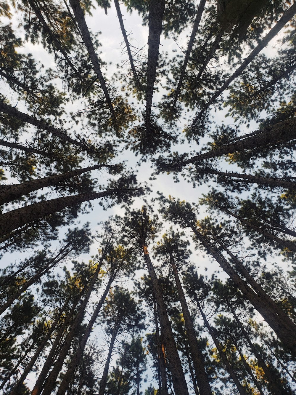 looking up at the tops of tall trees