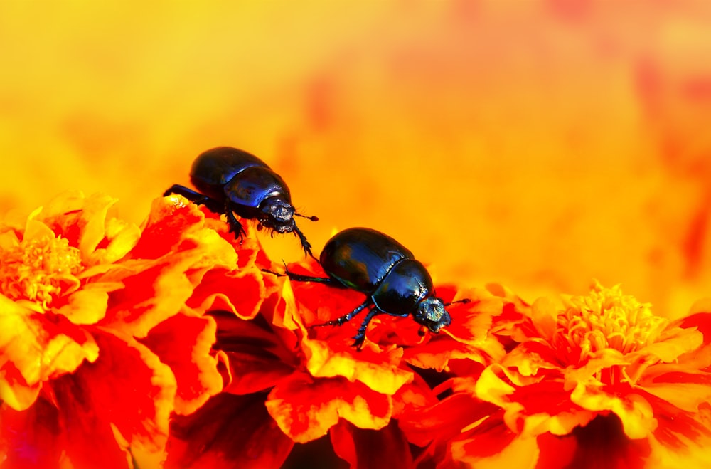 close-up of two black beetles