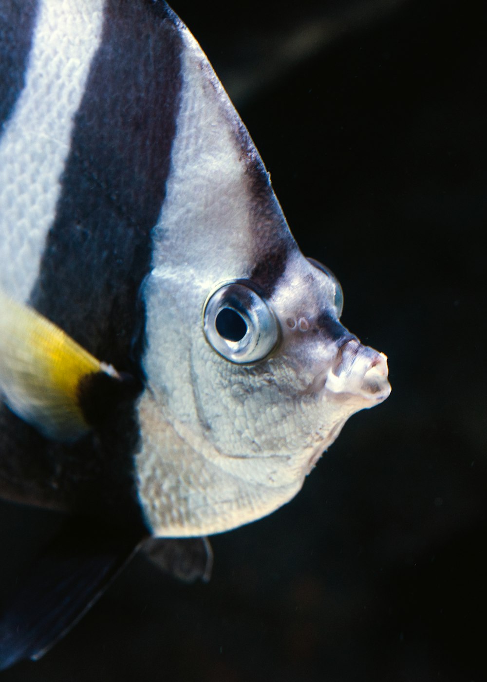 black and silver angelfish