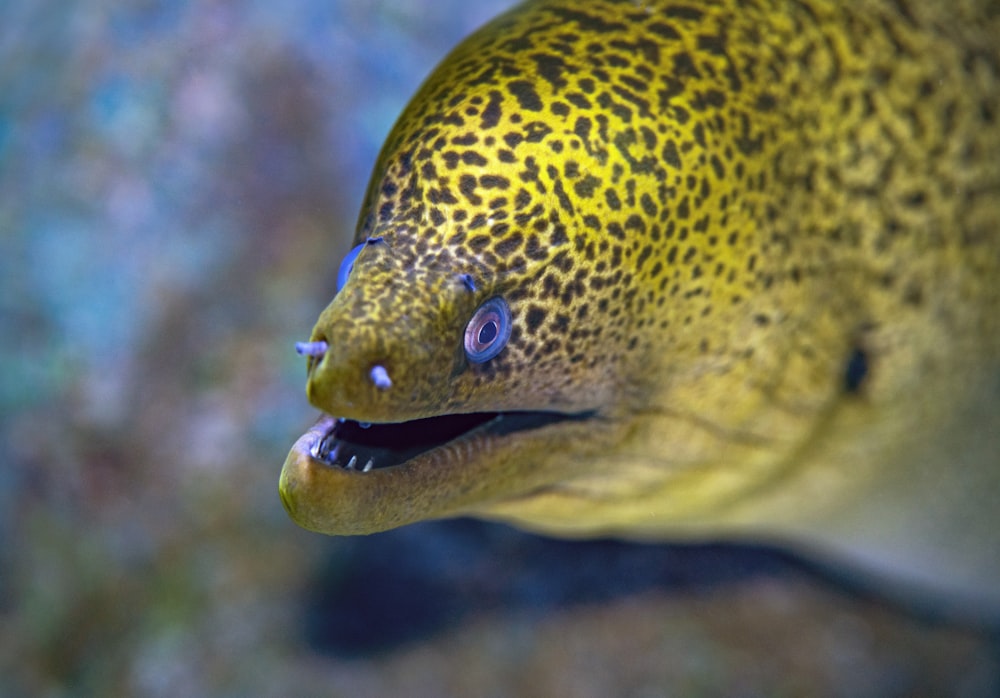 Fotografía de primer plano de peces amarillos y negros