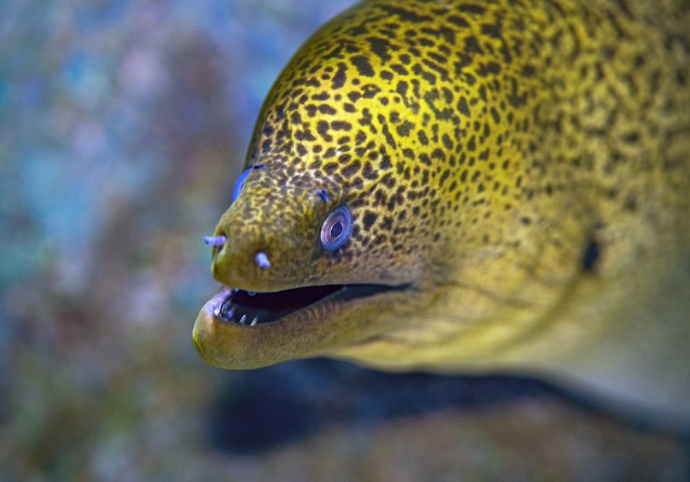fotografia de close-up de peixes amarelos e pretos