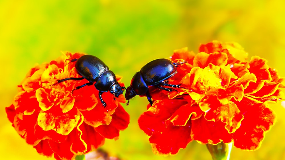 two black beetles perched on flowers