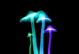 Luminescent mushrooms glowing in shades of blue and green against a stark black background, giving a surreal and otherworldly appearance.