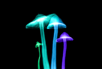 Close-up of fungal mycelium glowing subtly under a futuristic lab light.