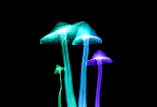 Luminescent mushrooms glowing in shades of blue and green against a stark black background, giving a surreal and otherworldly appearance.