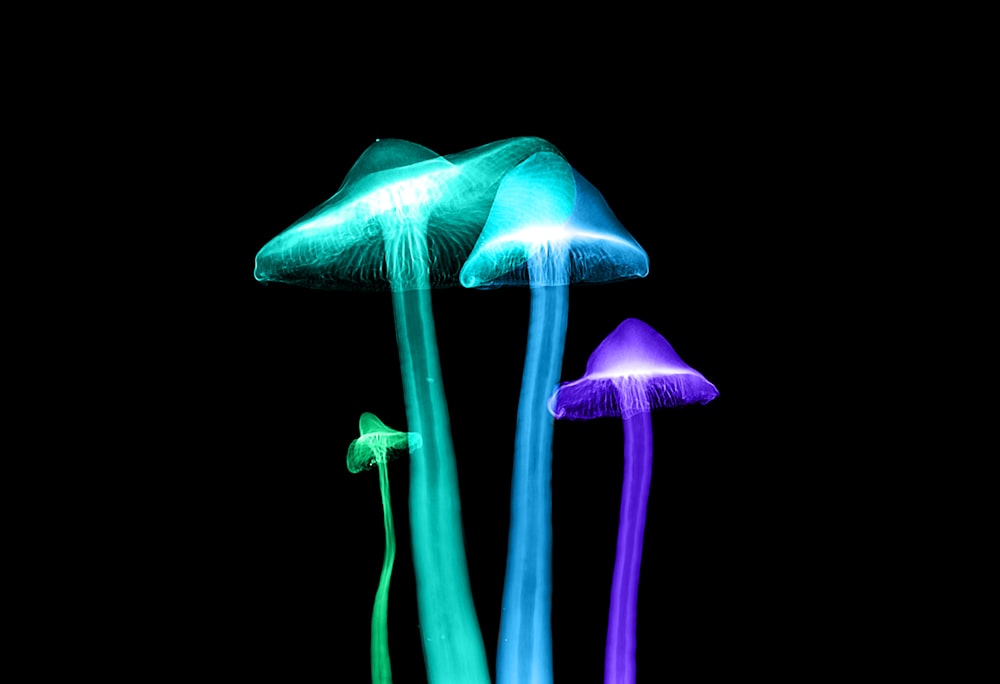 four assorted-color lights