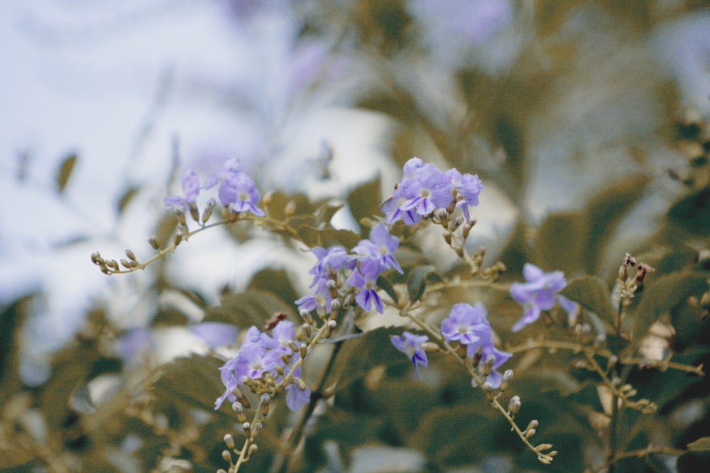 Photographie de mise au point de fleur à pétales violets