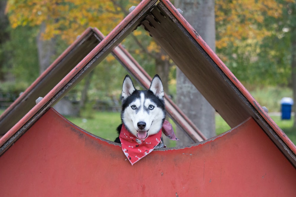 adulto preto e branco husky siberiano