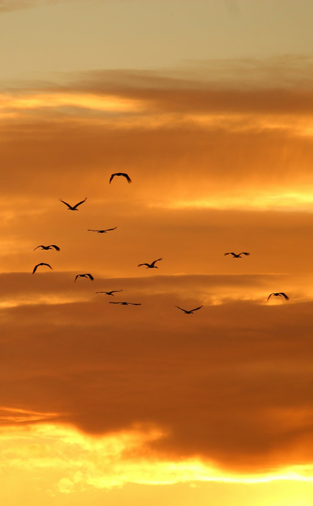 birds flying on sky