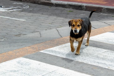 A dog stands confidently on a stone-tiled street. The dog has a black and brown coat, with alert ears and a focused expression. The pavement features a pedestrian crossing and the street appears slightly worn.