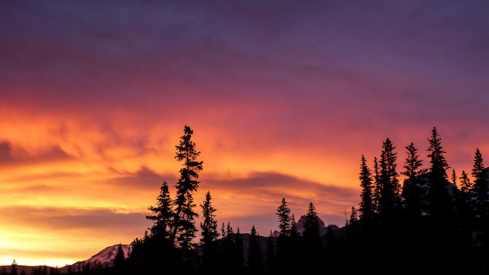 silhouette of trees during sunset