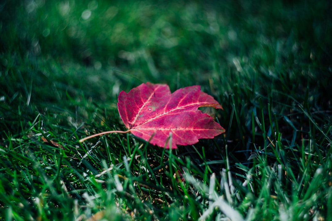 close-up photo of red maple leaf on green grass field