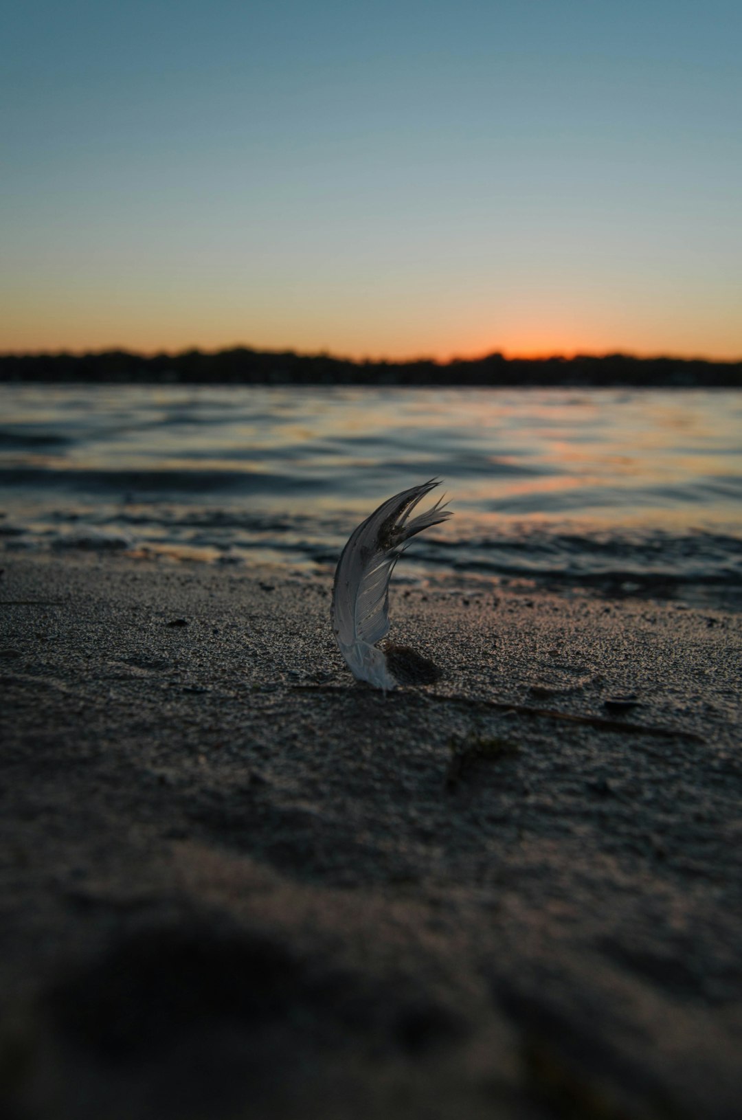 feather of a bird by the seashore