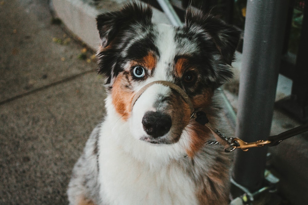 close-up photography of white, black, and brown long-coated dog