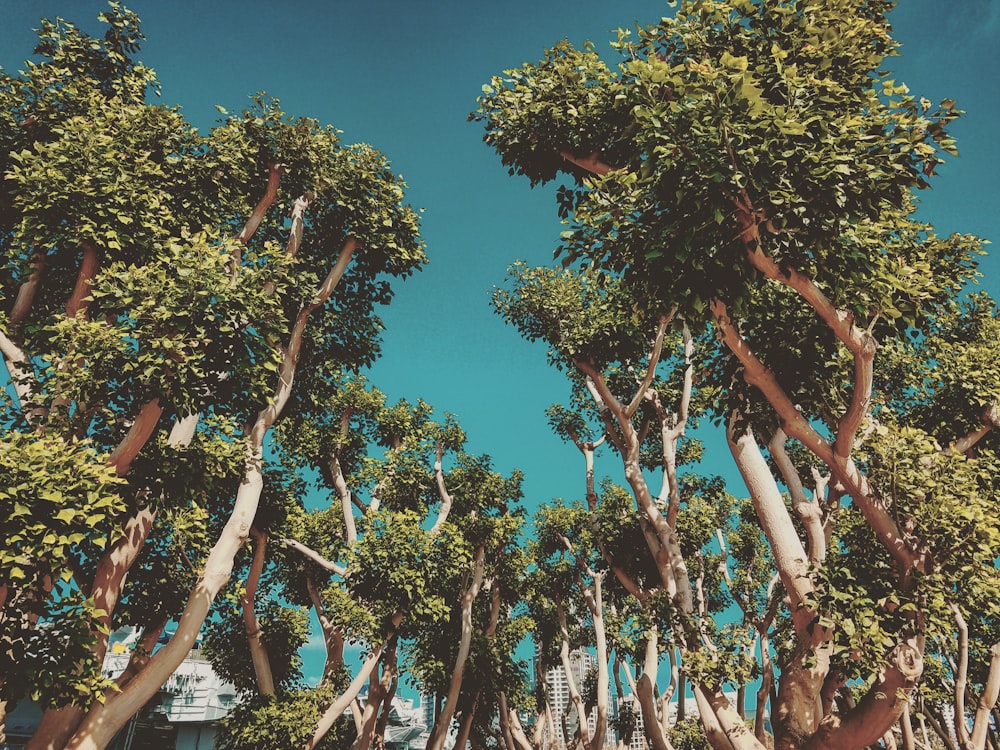 group of green-leafed tree during daytime