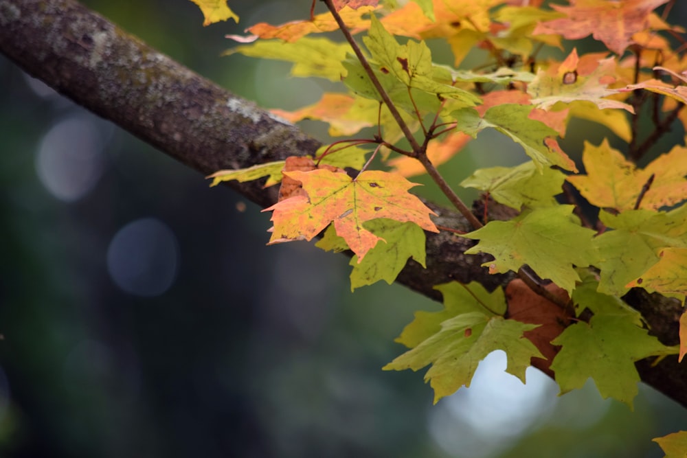 selective focus photography of maple leaves