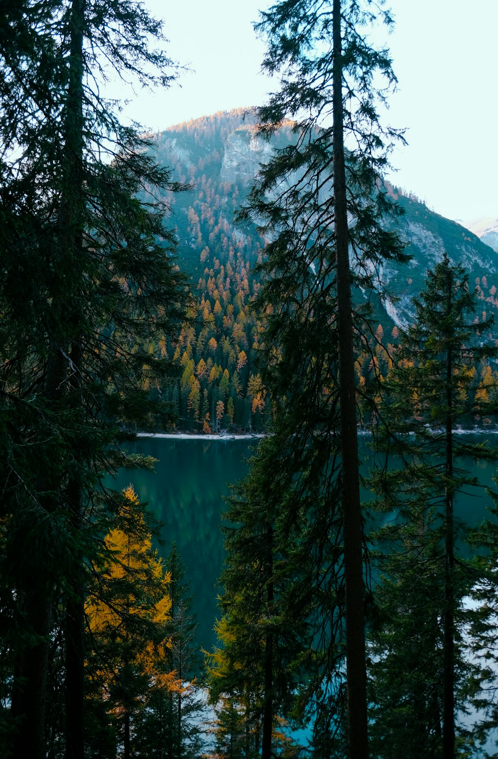 lake with line of pine trees