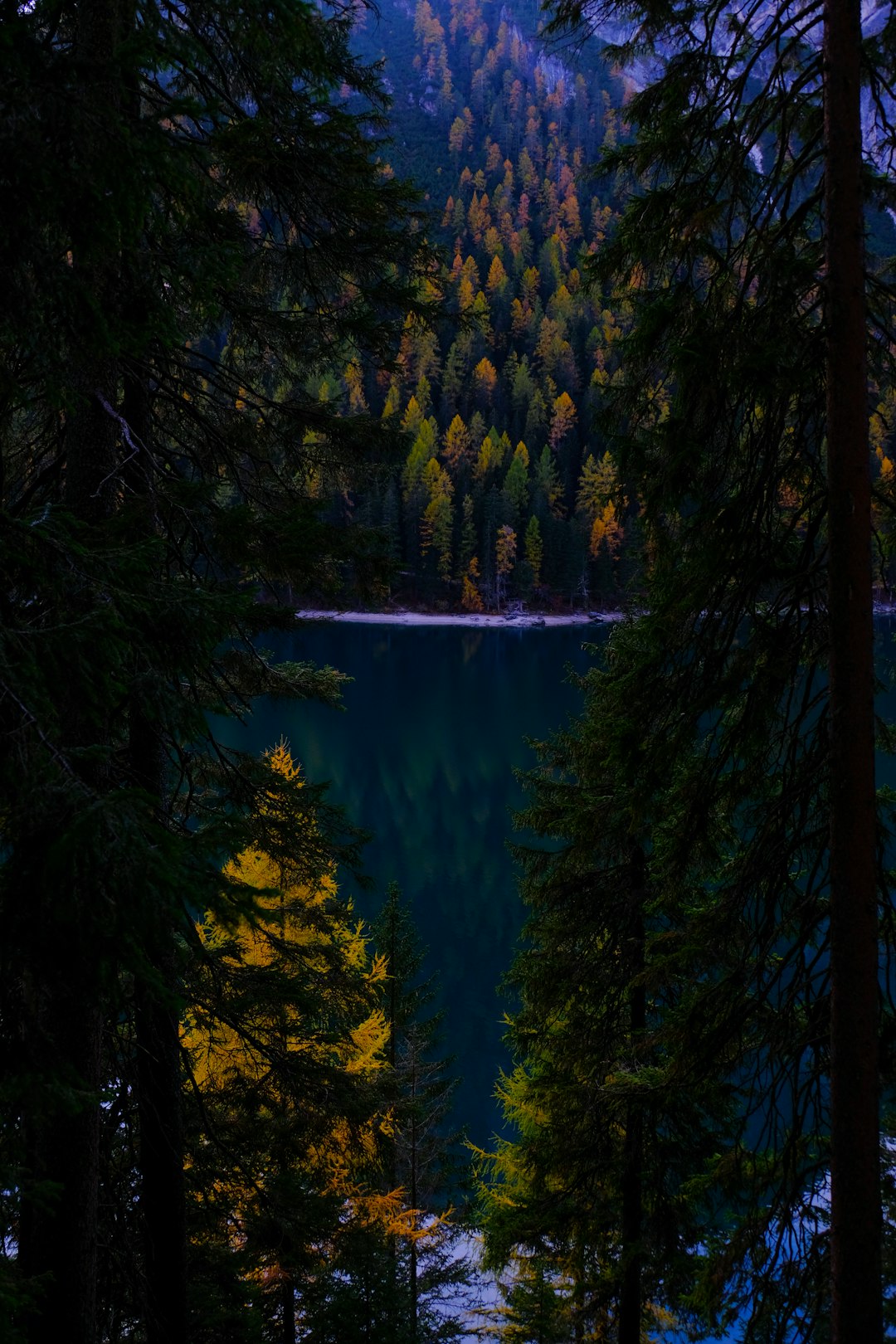 Forest photo spot Lago di Braies Arfanta di Tarzo