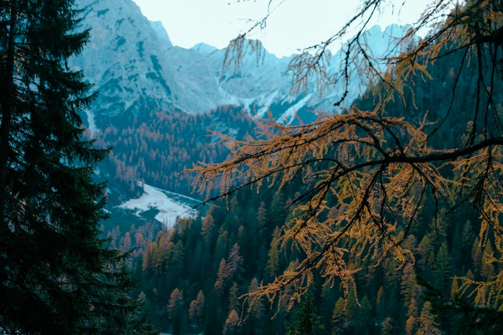 forest near river