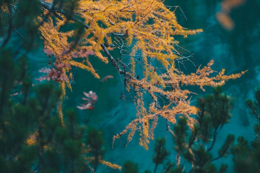 yellow-leafed tree in closed-up photography