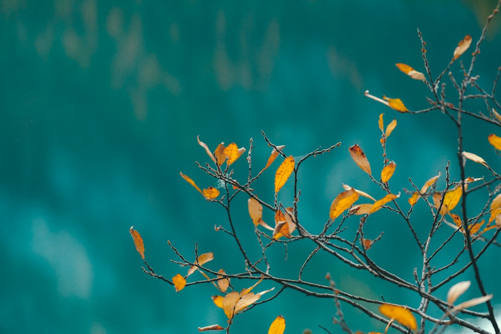 yellow-leaf tree