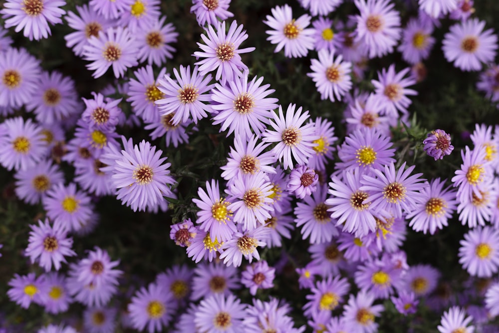 a bunch of purple flowers with yellow centers