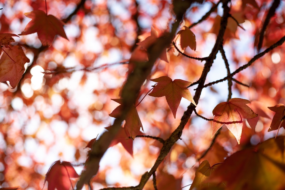 orange leaves tree