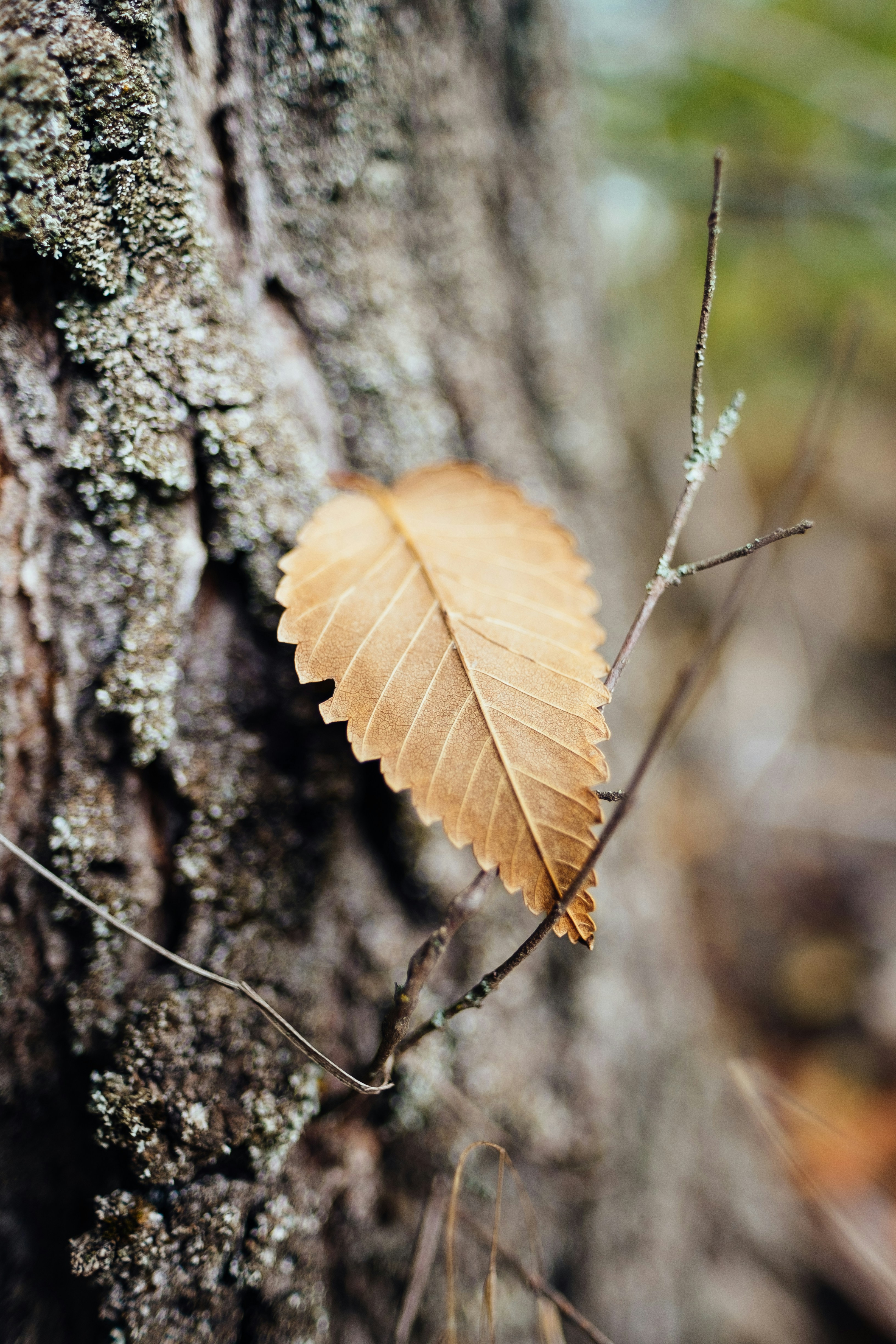 dry leaves on tree