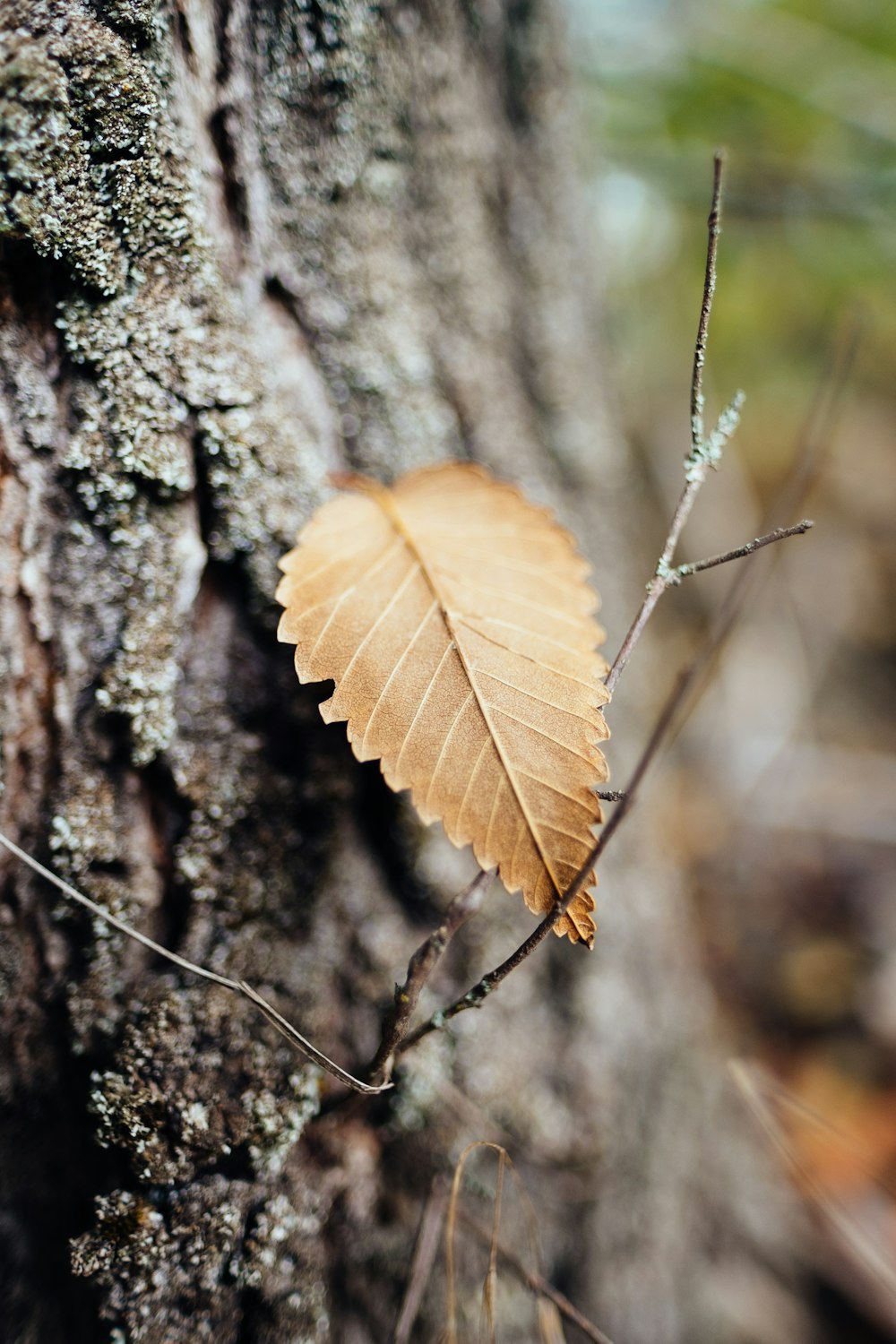 dry leaves on tree