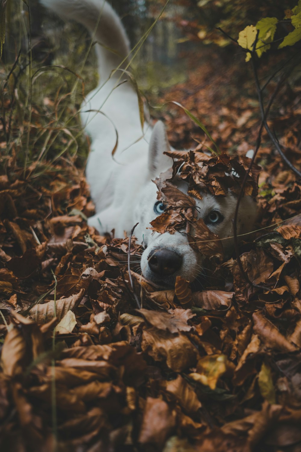 white dog lying in bush