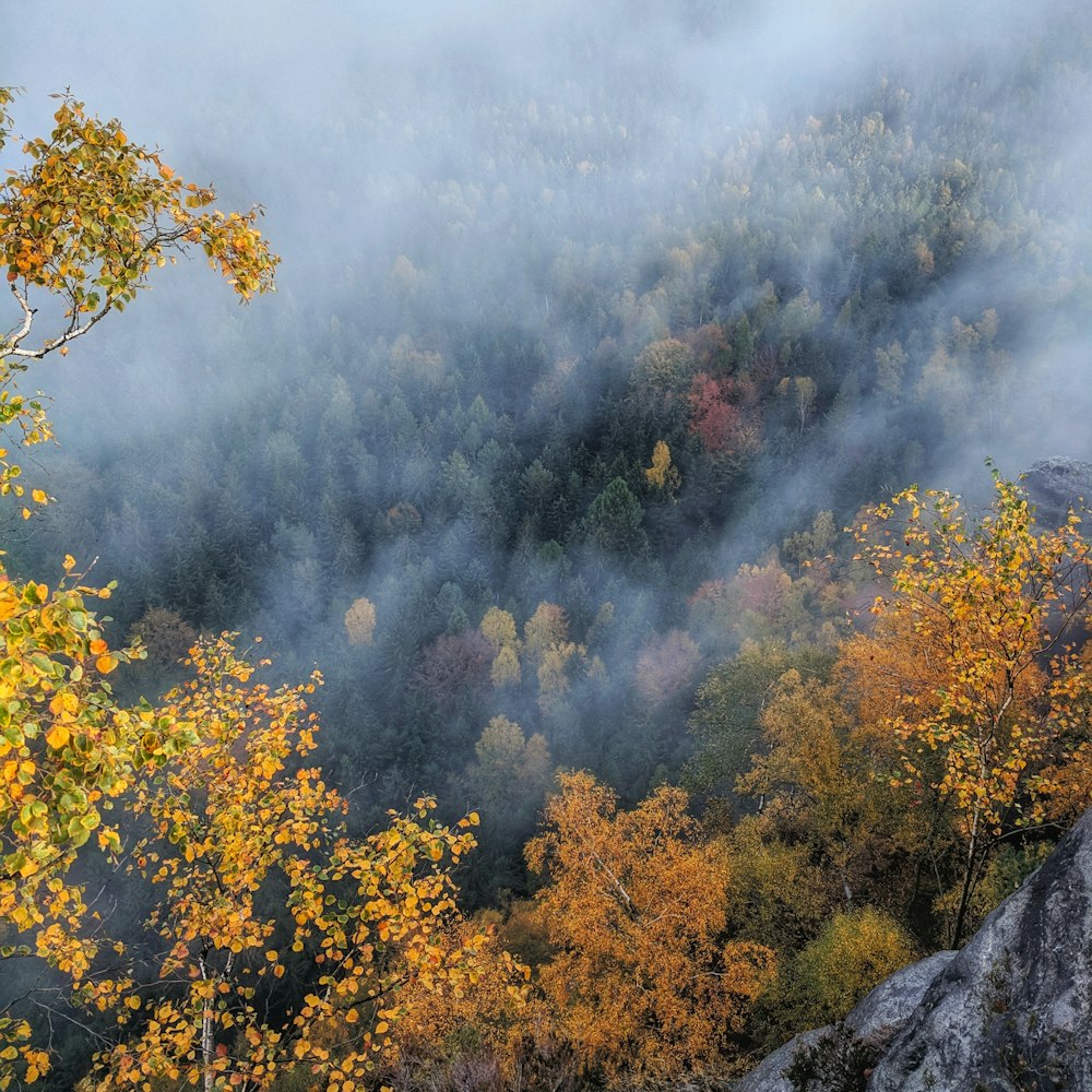 trees covered with fog