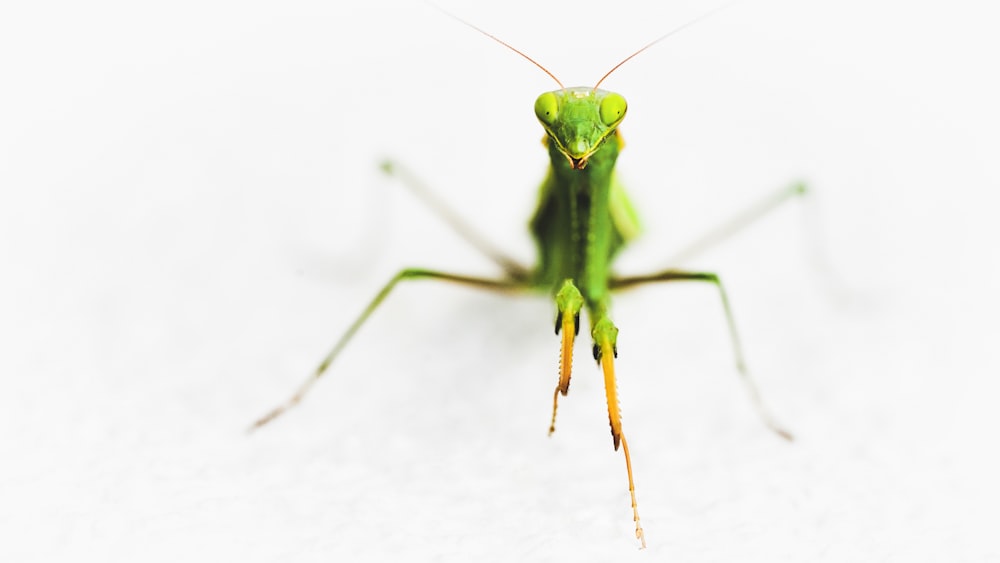 green mantis