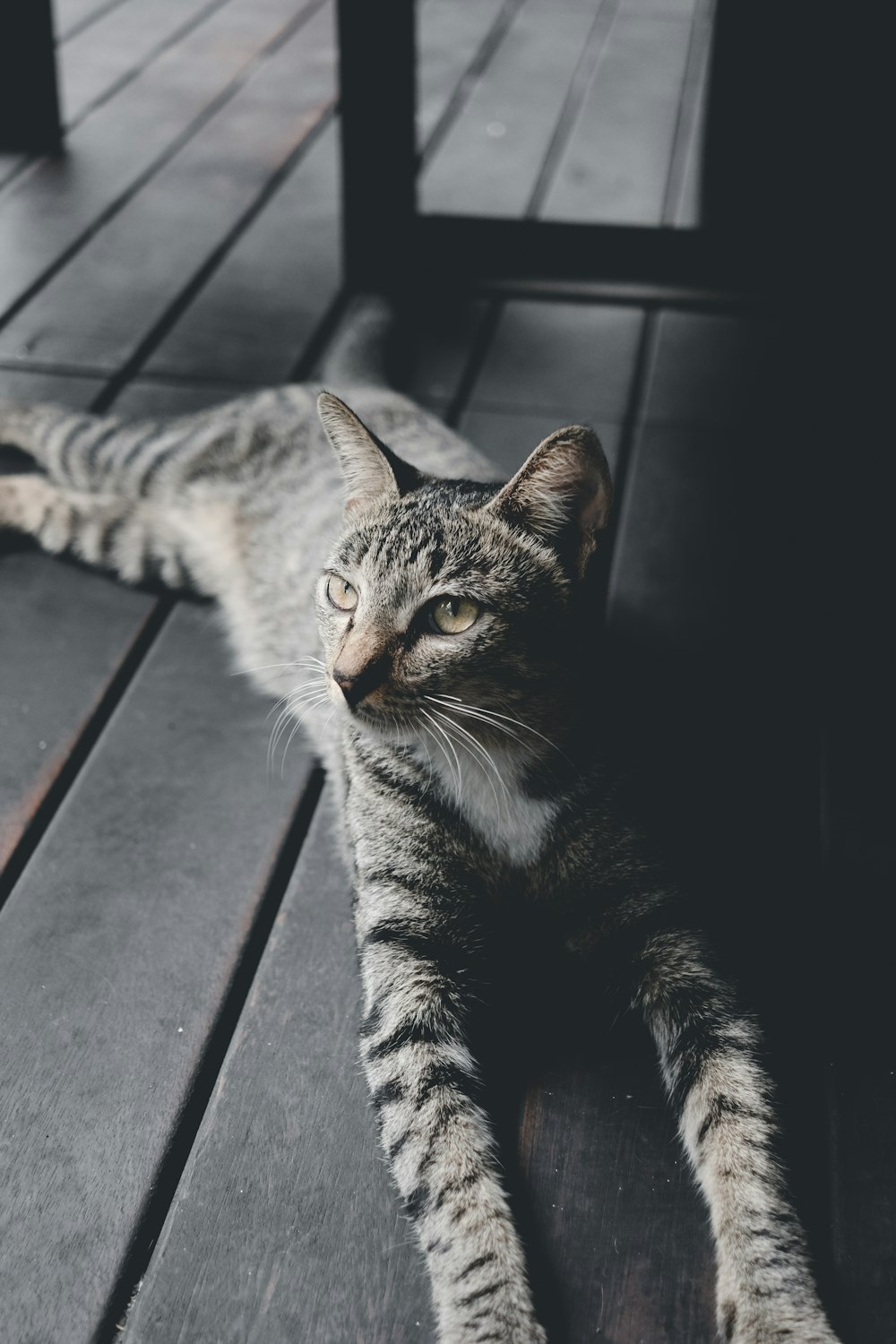tabby cat on wooden floor