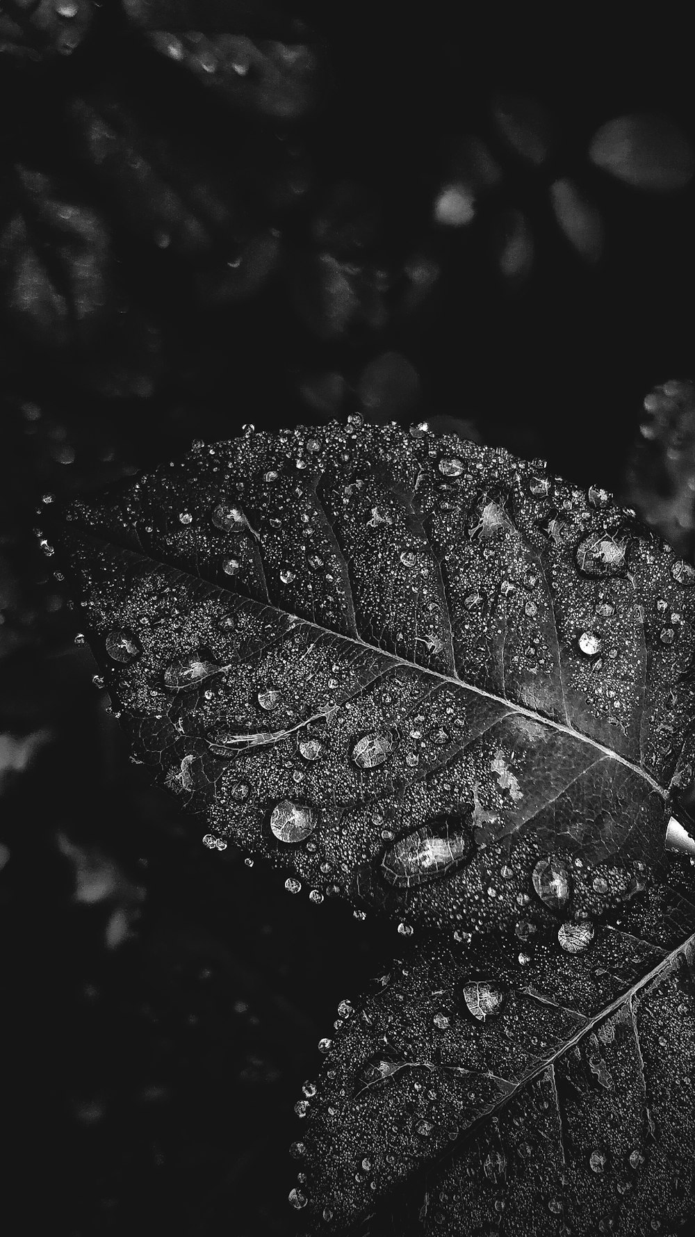 water drops on leaves black and white photography