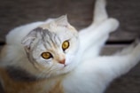 A cat with distinctive golden eyes and folded ears lying on a wooden surface. The cat has a soft, fluffy coat with a mix of white, gray, and a hint of orange colors.