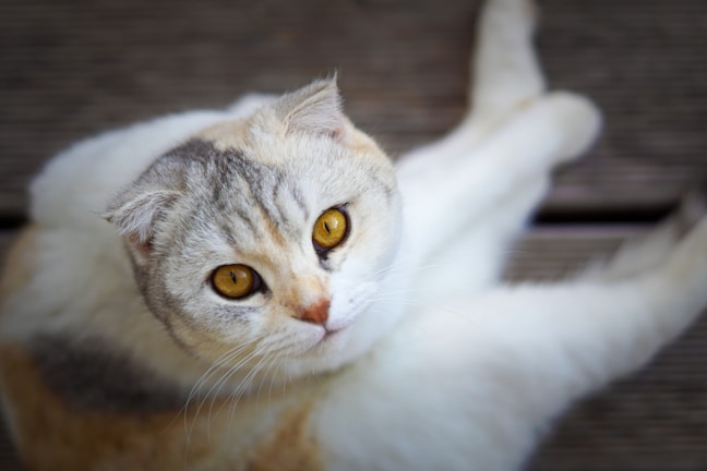 A cat with distinctive golden eyes and folded ears lying on a wooden surface. The cat has a soft, fluffy coat with a mix of white, gray, and a hint of orange colors.