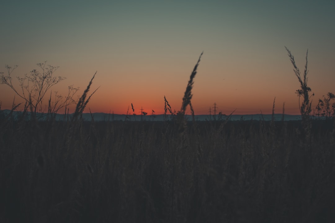 green grass near body of water during sunset