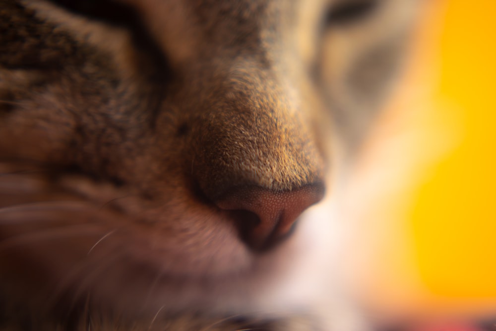 macro photography of brown cat