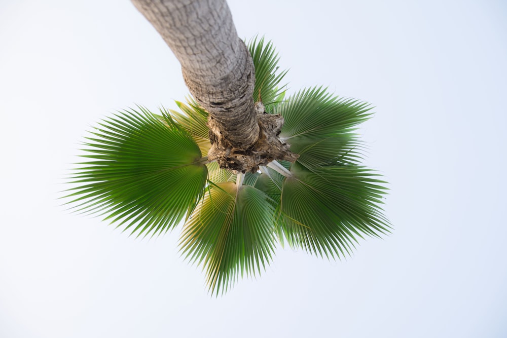 low angle photography of palm tree