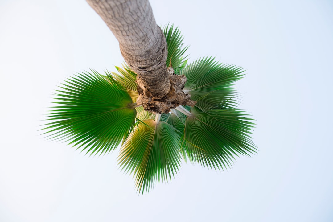 low angle photography of palm tree