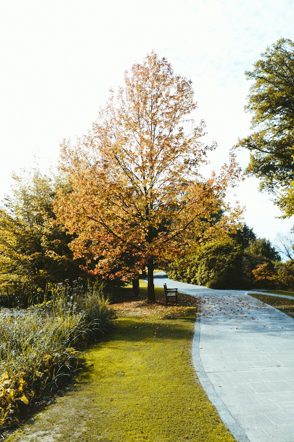 tall green trees near concrete pathway