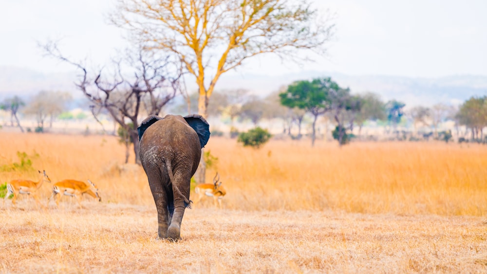 elefante che cammina vicino alla gazzella