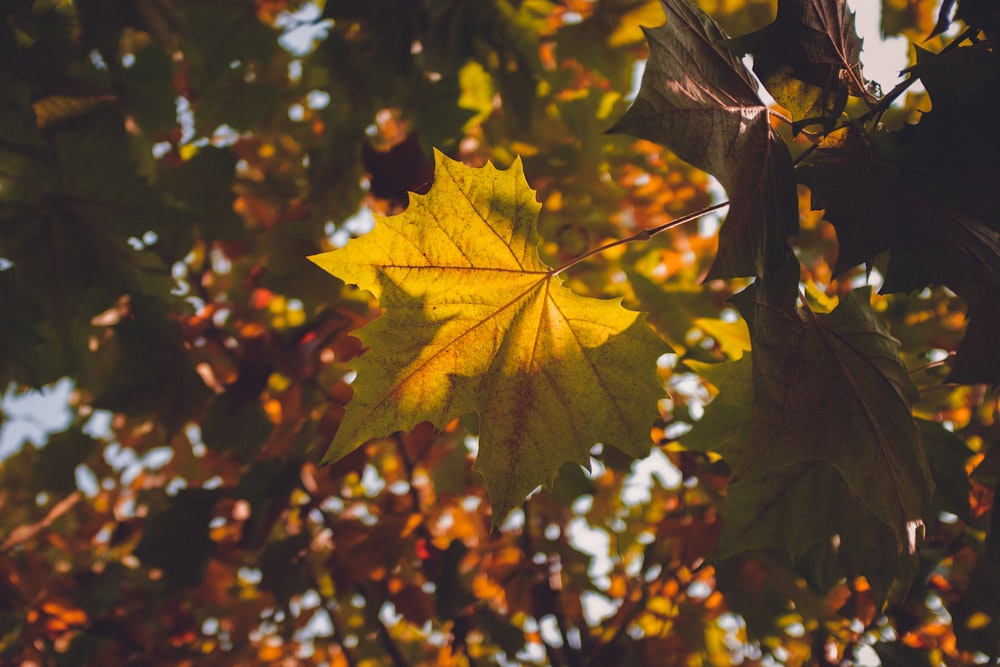 maple tree