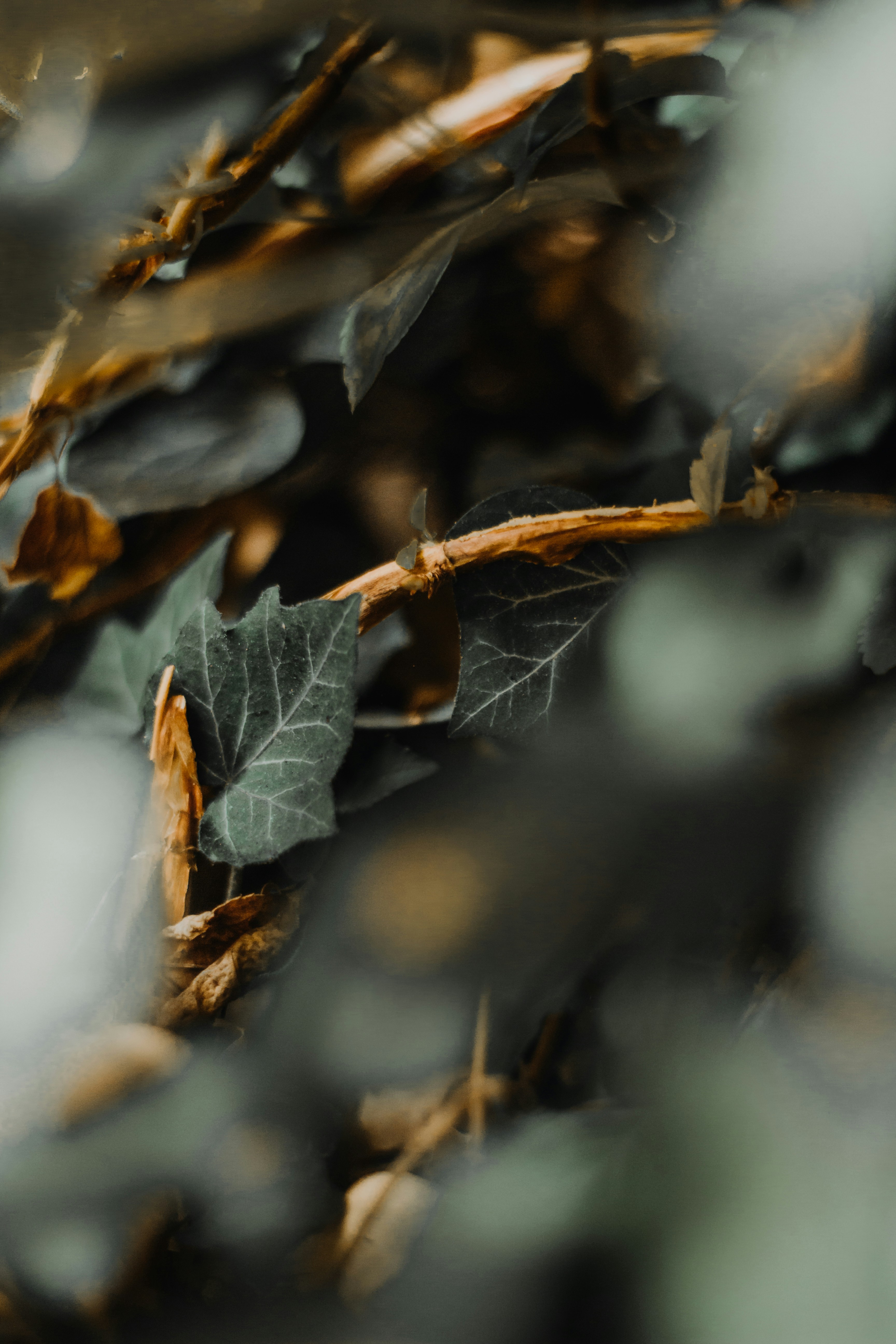 Photo by davidvondiemar