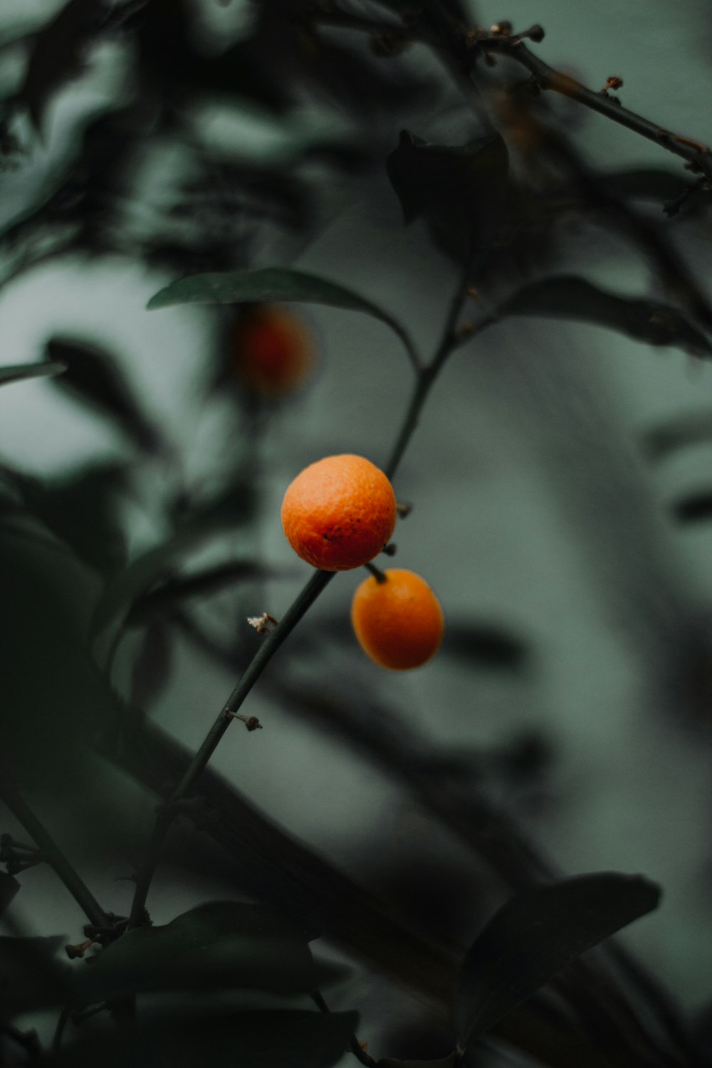 오렌지 감귤류 과일